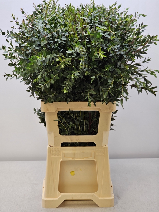 EUC PARVIFOLIA PER STEEL-IT-